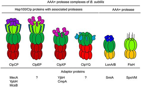 aaa+ proteins|aaa proteases in nature.